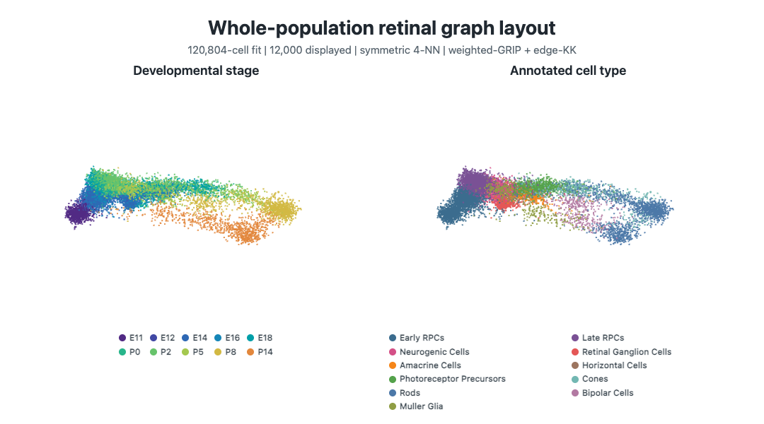 Two views of the same retinal graph-layout coordinates, colored by developmental stage and cell type.